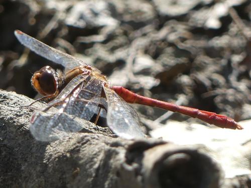 Sympetrum meridionale